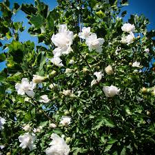 White hibiscus flowers can be obtained by planting the lucky seed in a small planter box and waiting seven days. Double White Hardy Hibiscus For Sale Online The Tree Center