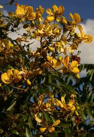 Image result for Senna petersiana