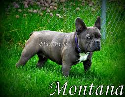 Yes, brindle colored pugs are more rare than any of the other colors. What Colors And Color Patterns Do Frenchies Come In Bluehaven French Bulldogsbluehaven French Bulldogs