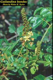 Image result for Guilandina bonduc