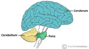 Image result for Cerebellar Function Test