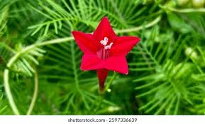 Image result for Ipomoea quamoclit