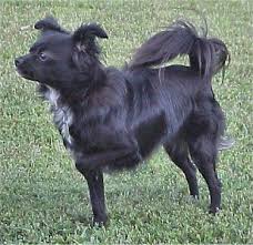 Long Haired Chihuahua And Japanese Spitz Mix Chihuahua Japanese Spitz Animals