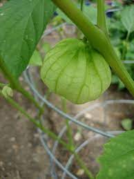 Growing Tomatillos Bonnie Plants Growing Organic Tomatoes Growing Tomatillos Tomatillo Plant