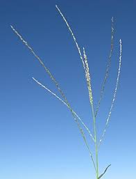 Image result for Digitaria remotigluma