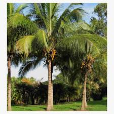 Image result for Cocos nucifera