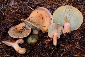 Image result for Lactarius mutabilis