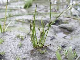 Image result for Schoenoplectiella roylei