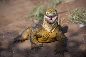 Image result for Phaulopsis sangana