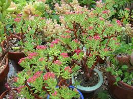 Succulent crassulas include shrub (branching) varieties such as jade, and stacked crassulas with leaves pancaked along thin stems. Crassula Sarcocaulis Ken Aslet Succulents Planting Succulents Cacti And Succulents