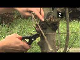 Summer is the best time to remove dead branches when they stand out. How To Prune Apple Trees Between Autumn And Spring Youtube
