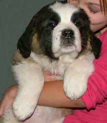 Saint bernard information including personality, history, grooming, pictures, videos, and the akc breed standard. Past Puppies Saints Medicine Creek Kennels