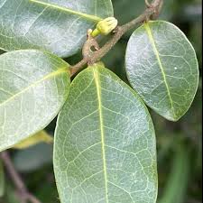 Image result for Artabotrys monteiroae