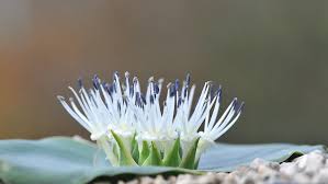 Image result for Hesperantha longicollis