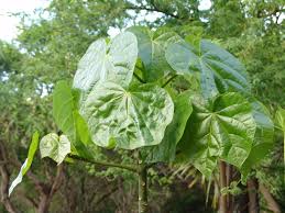 Image result for Hildegardia