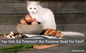Avoid chocoalte, grapes, raisins, oranges, and lemons. Can Cats Eat Potatoes Are Potatoes Good For Cats Catsfud