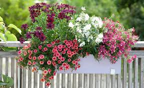 7 Tolle Pflanzideen Fur Blumenkasten Und Kubel Pflanzideen Pflanzen Bepflanzung