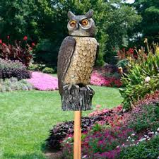 I wanted to thank you for this advice for getting rid of cockroaches. How To Get Rid Of Crows Top 9 Repellents