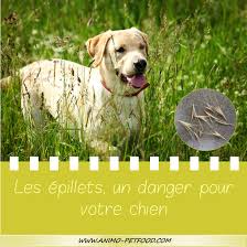 Epillets Danger Pour Les Chiens Chien Chien Chat Animaux De Compagnie