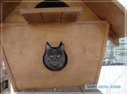 Скворечник - ЯПлакалъ