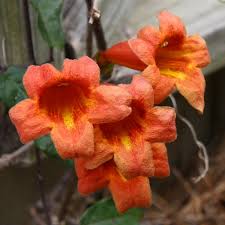 Image result for Bignonia capreolata