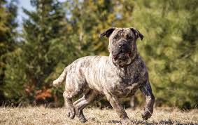 Presa Canario Everything You Should Know About The Canary