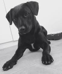 Juke Staffy X Lab Best Dogs Pooch Labrador Retriever