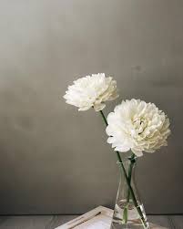 hangoutflower instagram decor photography