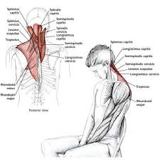 Common Neck Shoulder Stretching Exercises Frozenshoulder Com Neck Exercises Yoga Anatomy Shoulder Stretching Exercises