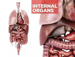 Image result for internal organs