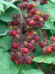 Blackberries contain a naturally occurring chemicals, called salicylates, that are related to aspirin. Rubus Phoenicolasius Wikipedia