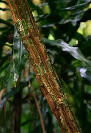 Image result for Acacia pentagona