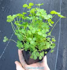 Image result for Trifolium repens