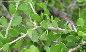 Image result for Landolphia cuneifolia