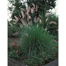 Image result for Melinis ambigua