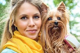 Brand new adopt me pet safari update new pet safari update in adopt me. Yorkshire Terrier Wesen Charakter Und Rassestandard Yorkshire De