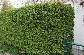 Image result for Živý plot z habru