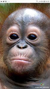 Pin By Alberto Garcia Amans On Bebes Ape Monkey Monkey Apes