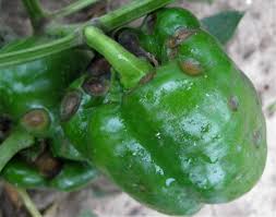 One expert explained that even if it were a different type of worm, it did not resemble any. Planting Peppers In Your Ohio Garden Dengarden