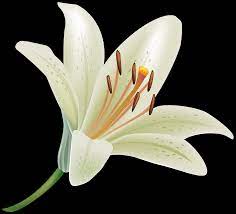 When given for a funeral, they extend your condolences to the family and. Free Photo White Lily Flower Petal Fresh Garden Free Download Jooinn