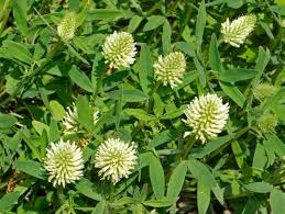 Image result for Trifolium