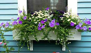 We did not find results for: 15 Gorgeous Flowering Window Box Ideas For Spring