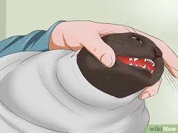He sniffs out his pill pockets and pushes them away. 6 Ways To Give A Cat A Pill Wikihow Pet