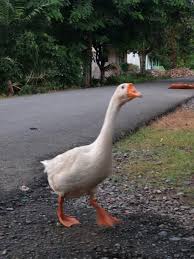 We did not find results for: Bebek Angsa Hewan Lucu Yang Killer Steemit