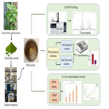 Image result for Sphaeranthus chandleri