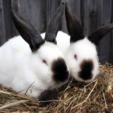 Rabbits for sale in nagarabhavi, near ullal bangalore The 15 Best Rabbit Breeds A Complete Breed Guide To Adopting A Bunny