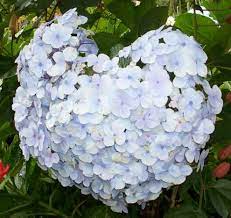 Hydrangea macrophylla panca rona/pancaroba, impatiens balsamina pacar air, lagerstroemia indica bungur sakura, mirabilis jalapa bunga pukul empat, moussaenda erythrophylla nusa latif merah tua, moussaenda heterophylla. Hortensia Live Love Laugh
