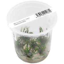 Аквариумные растения укореняющиеся в грунте. Cryptocoryne Parva Aquasabi Aquaristik Shop