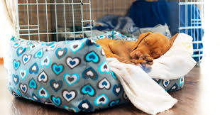 Put your dog in the crate using your regular command and a treat. Does My Dog Need A Bed In His Crate Dogvills