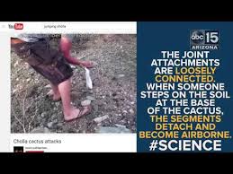 Exploring issues of class privilege among rio's decadent elite, casa grande depicts a teenage boy's struggle to escape his overprotective parents as they covertly spiral into bankruptcy. Flying Cactus 10 Terrifying Things You Must Know About Jumping Cholla Abc15 Digital Youtube